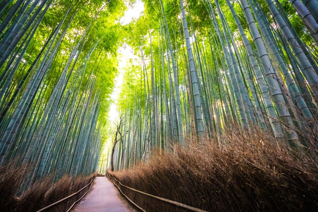 Bambus: Eine Einführung in die Welt der Bambuspflanzen